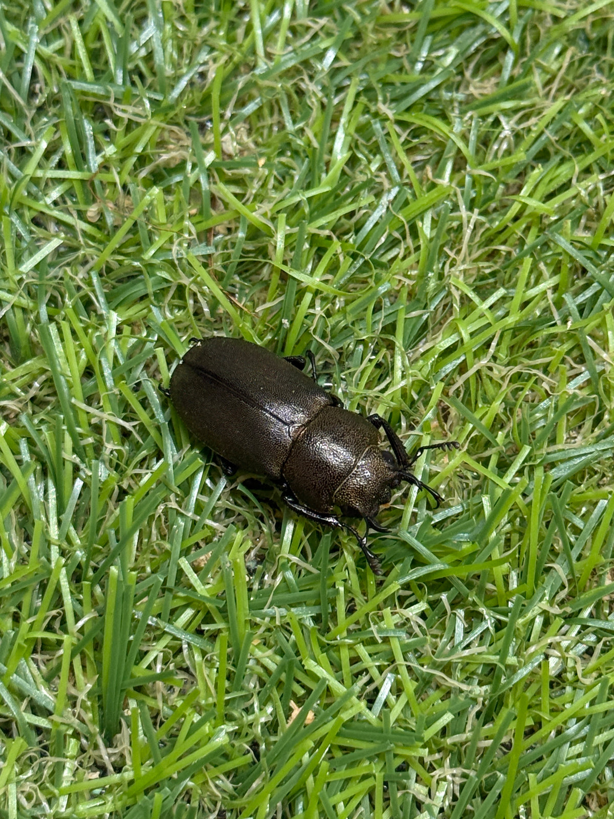 スペキオススホソアカクワガタ　♂58mm成虫ペア