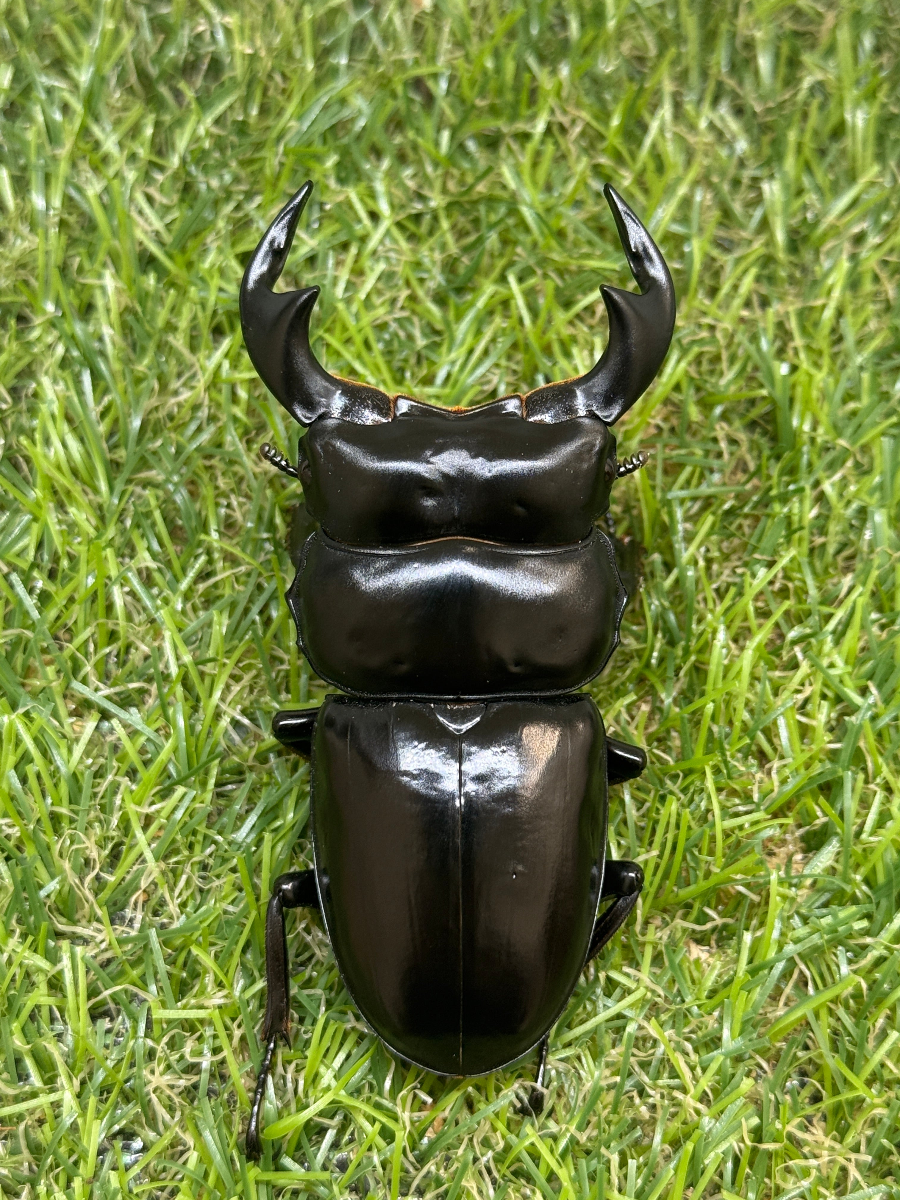 インドアンタエウスオオクワガタ ♂76mm成虫ペア – 昆虫ショップNexus