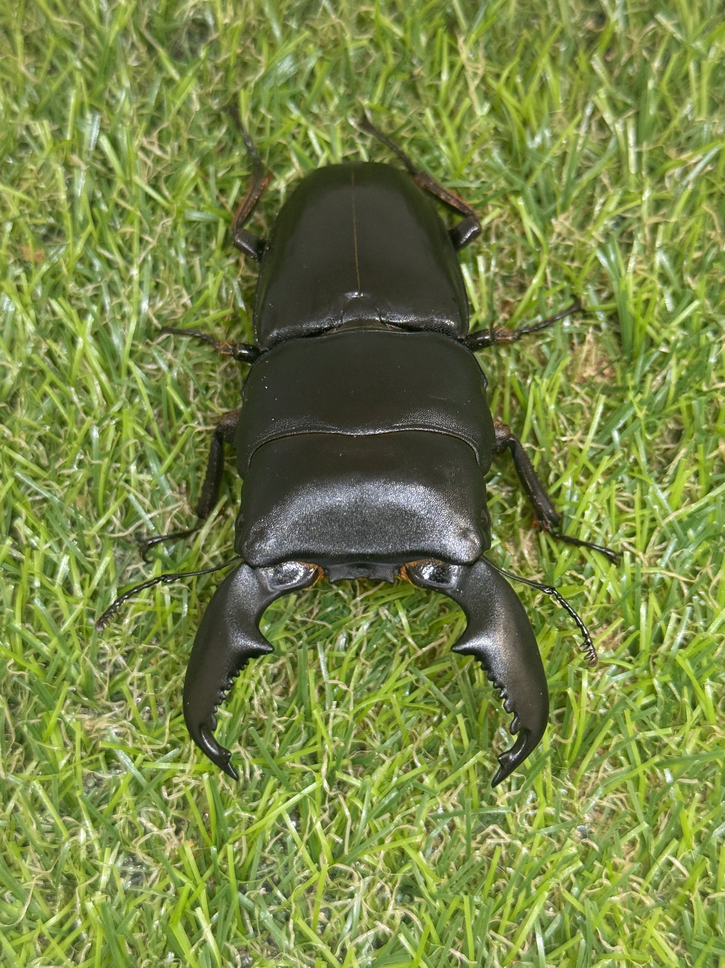 スマトラヒラタクワガタ　♂84mm単品