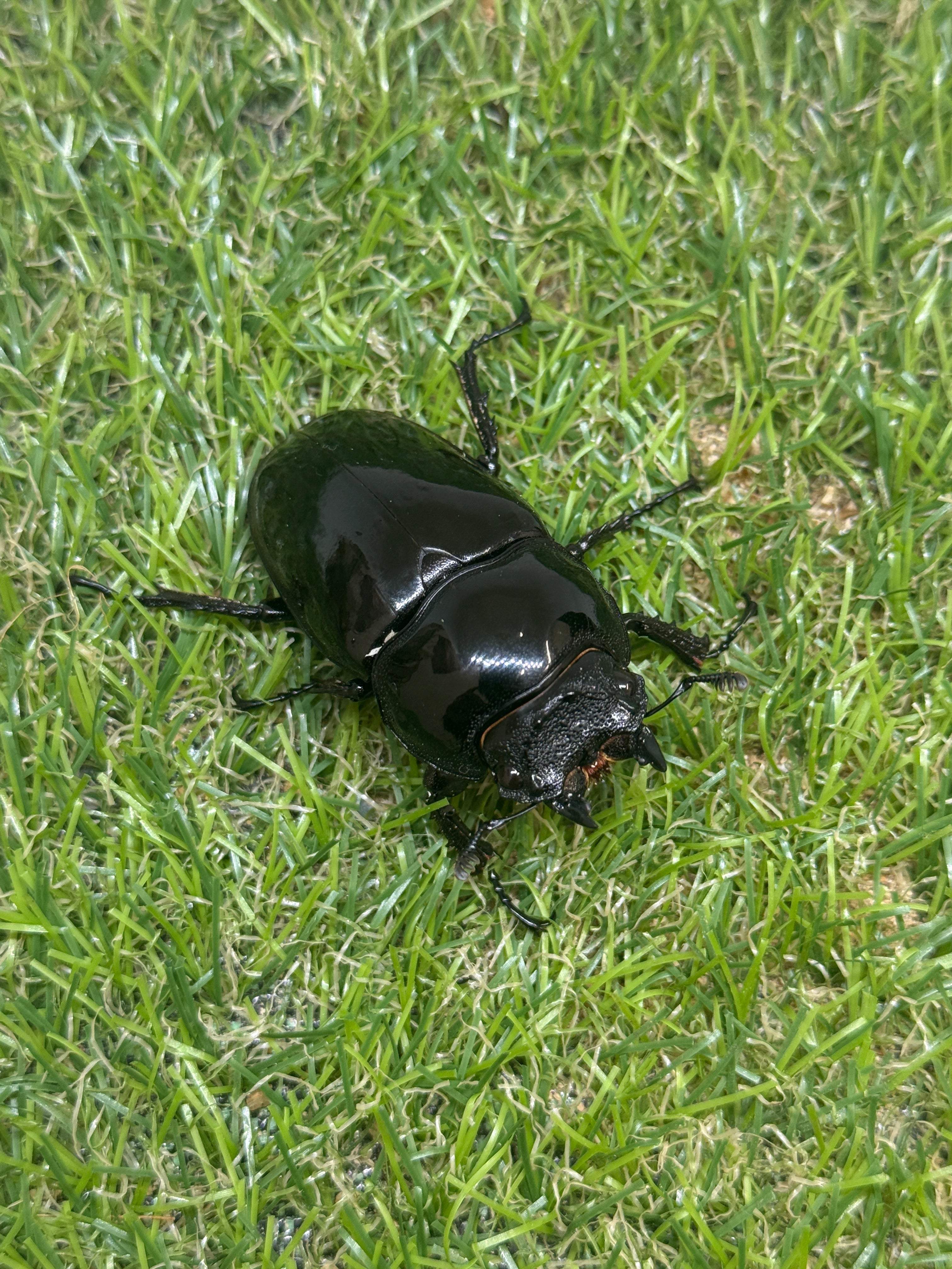 タランドゥスオオツヤクワガタ ♂84.3mm成虫ペア – 昆虫ショップNexus