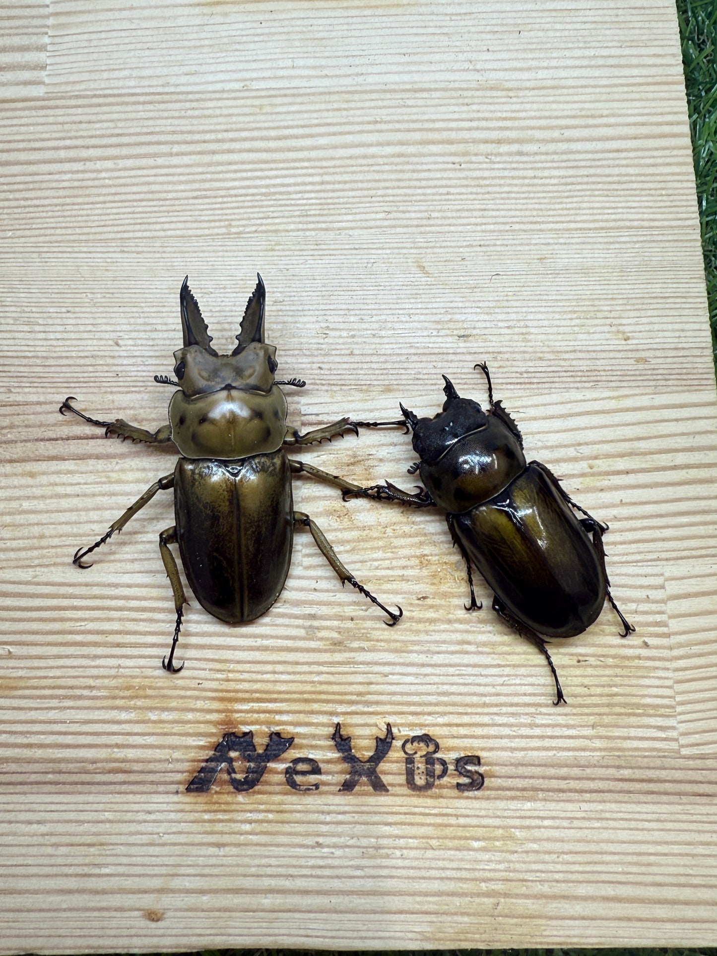 ババオウゴンオニクワガタ　♂54.2mm成虫ペア