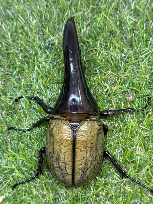 DH･ヘラクレス(極短極太)　♂114mm単品