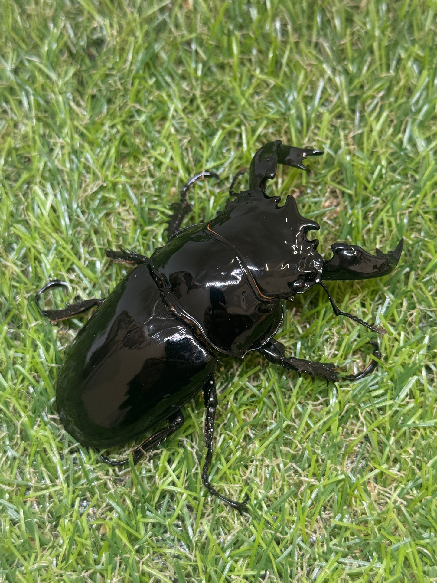 タランドゥスオオツヤクワガタ　♂87.1mm単品