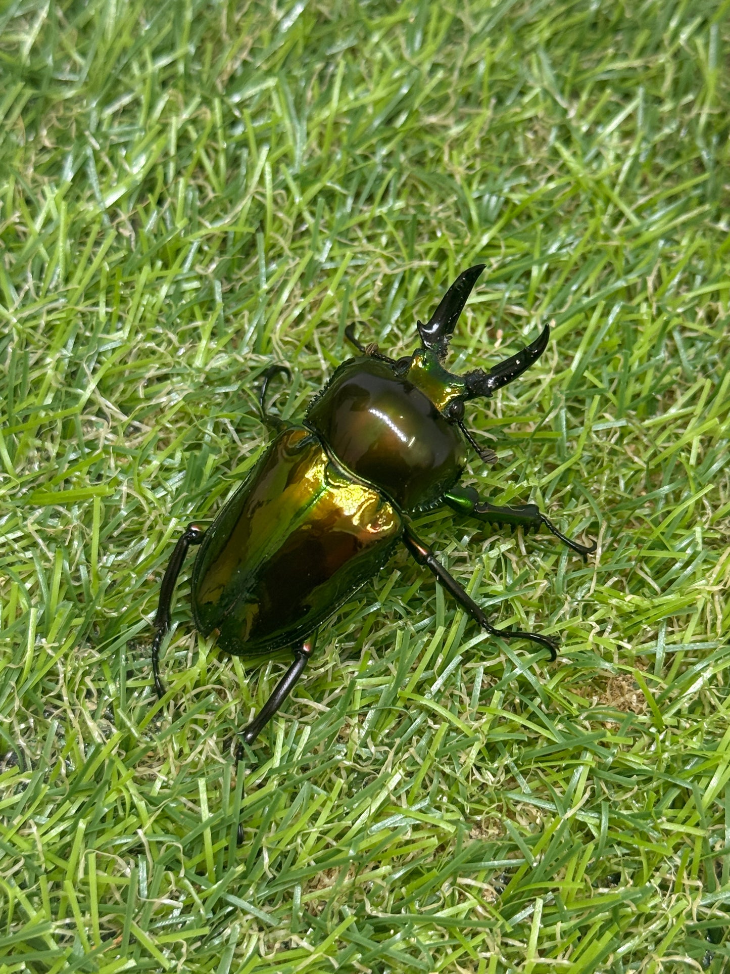 ニジイロクワガタ(ピカール系)　♂46.7mm成虫ペア