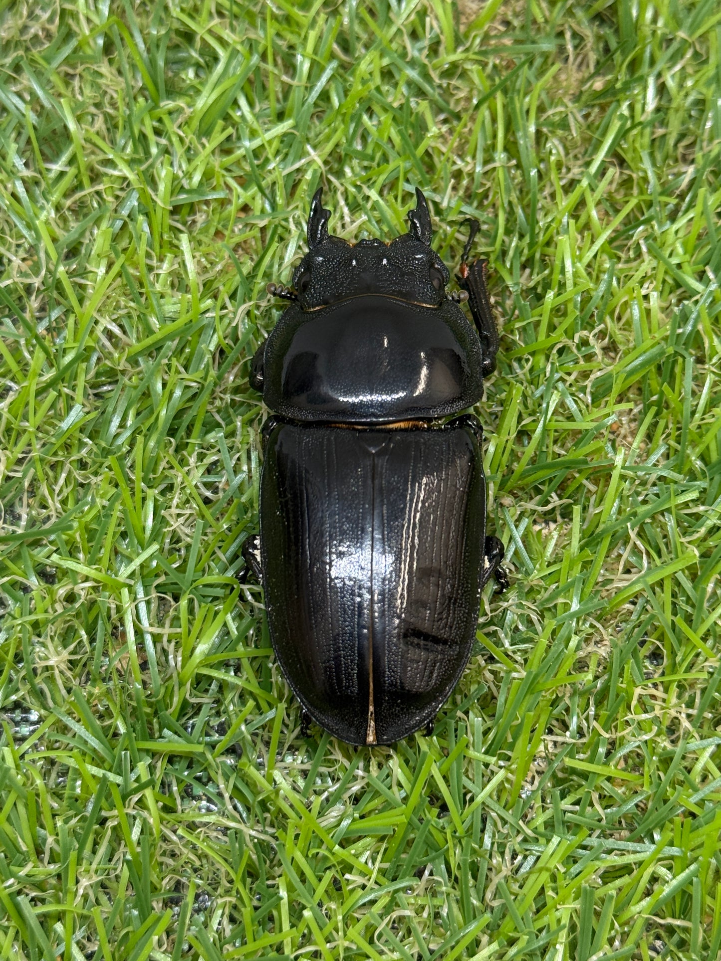 オオクワガタ 能勢YG　♂80.9mm成虫ペア