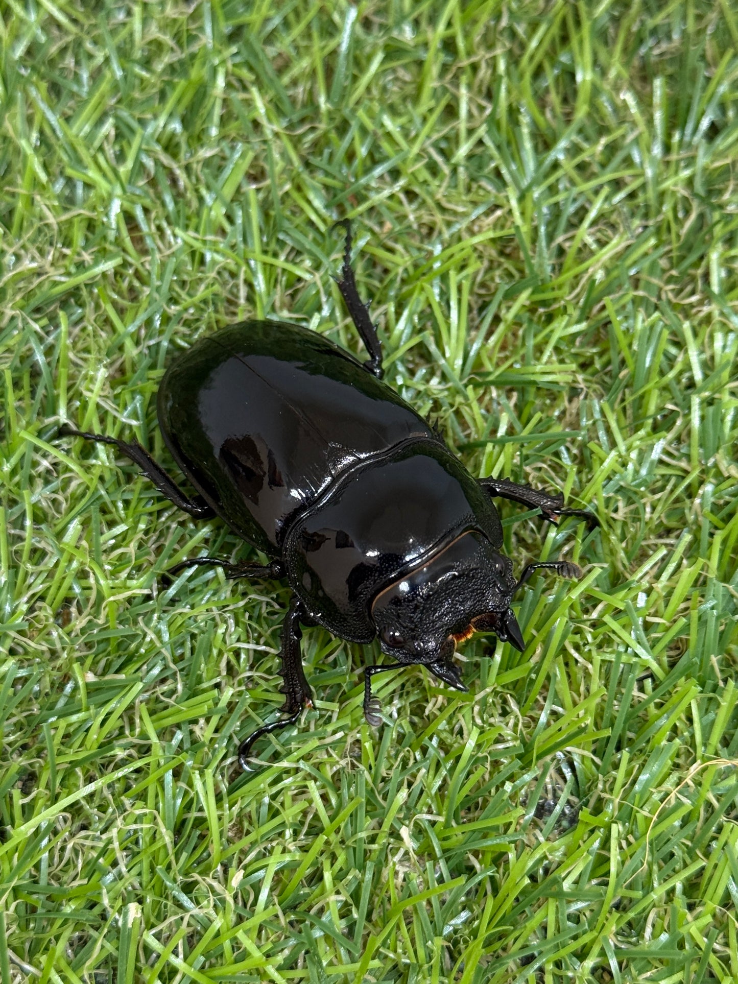 タランドゥスオオツヤクワガタ　♂70mm成虫ペア