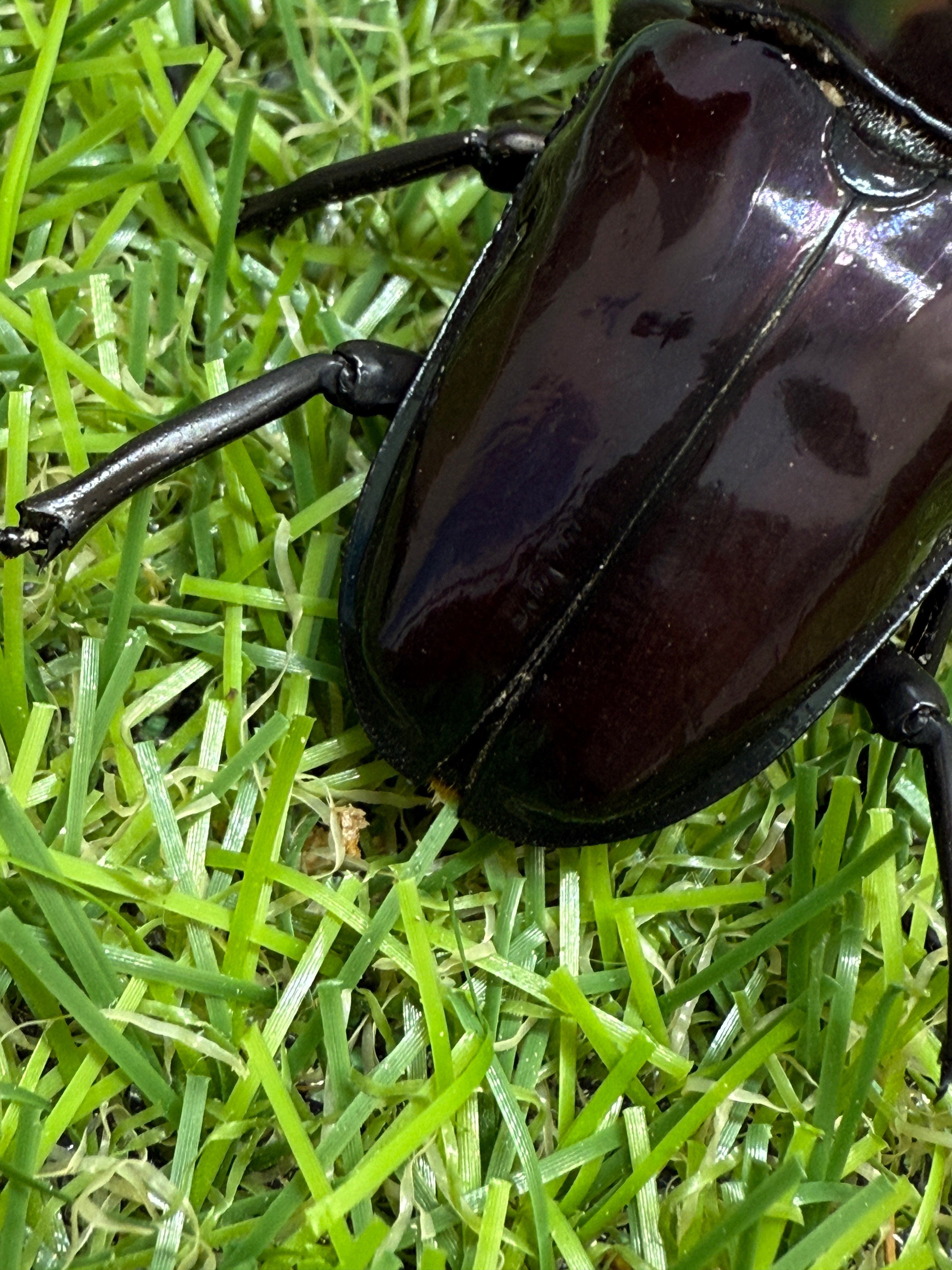 ニジイロクワガタ(紫紺血統) ♂57.5mm成虫ペア – 昆虫ショップNexus