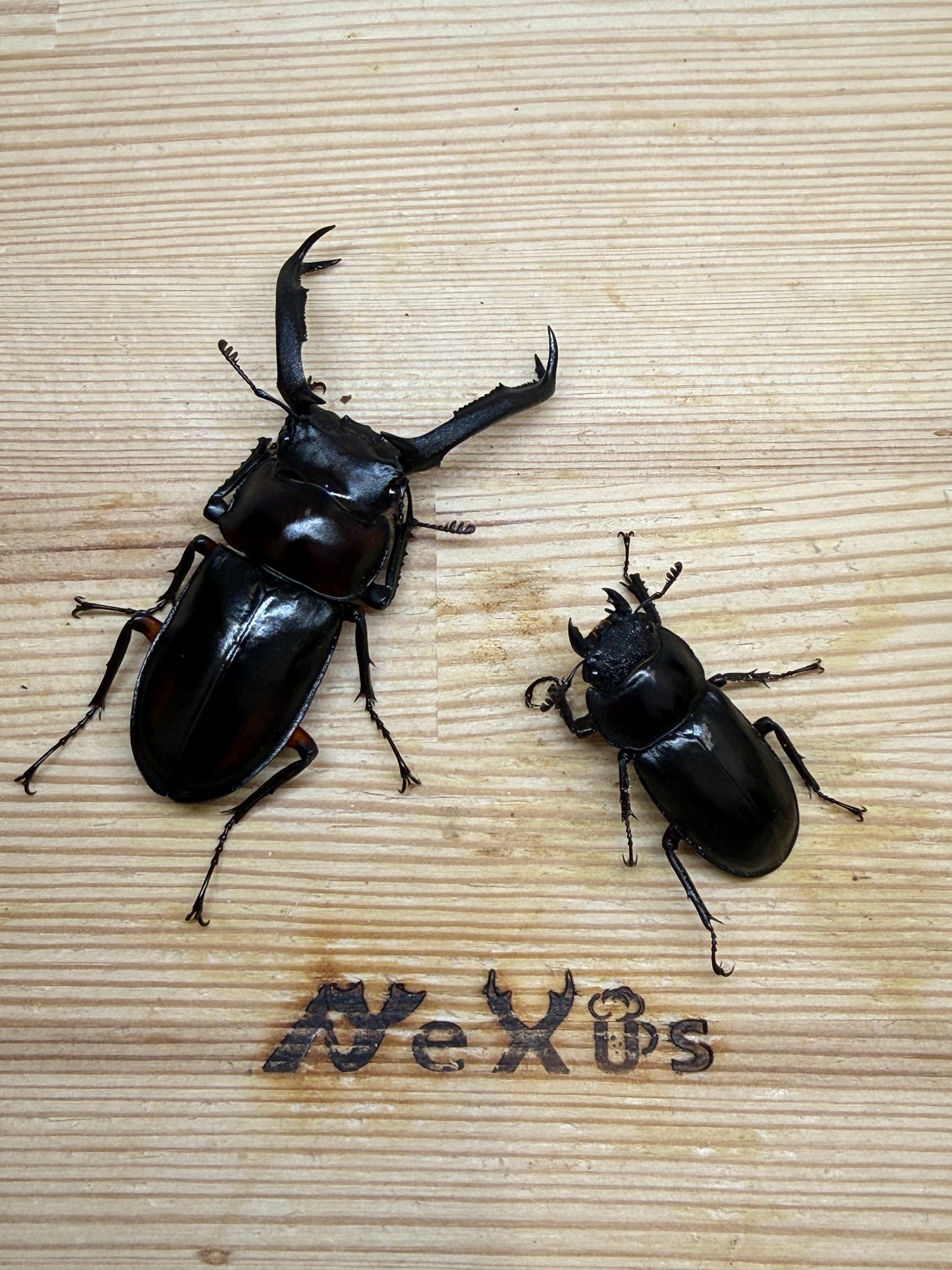 ディディエールシカクワガタ　♂63mm 成虫ペア