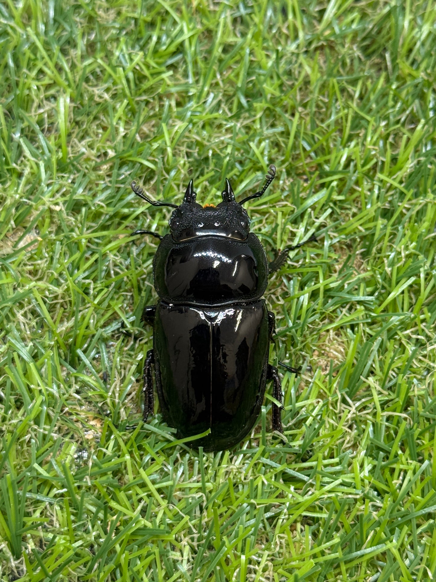 レギウスオオツヤクワガタ　♂72.5mm成虫ペア
