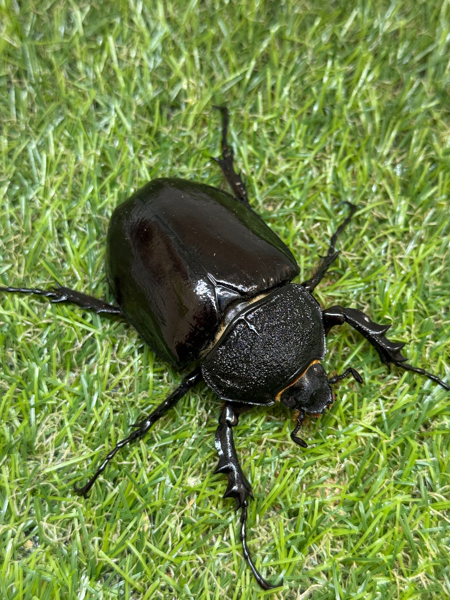 マルスゾウカブト　♀66mm単品