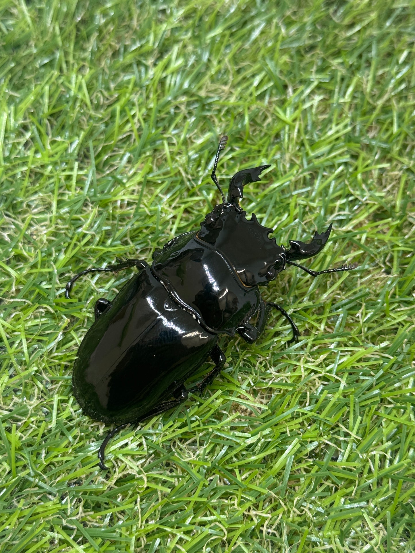 タランドゥスオオツヤクワガタ　♂59.5mm成虫ペア
