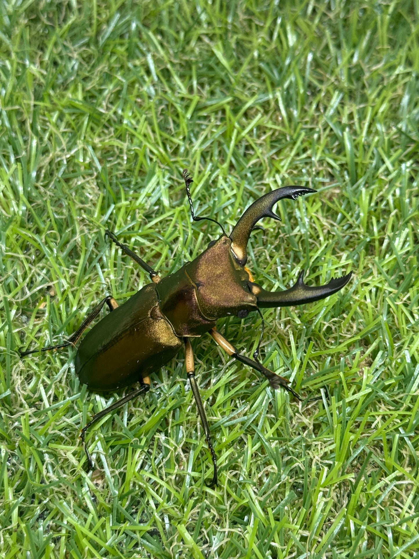 エラフスホソアカクワガタ　♂54.8mm単品