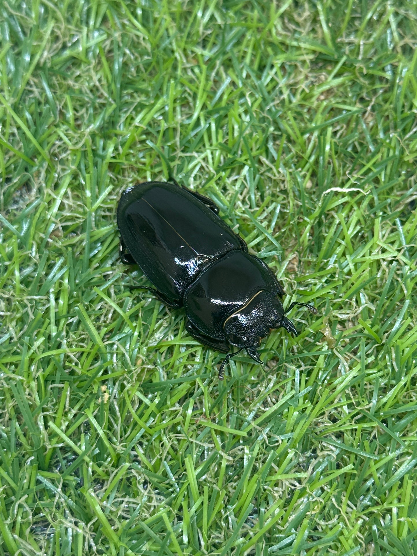 オキノエラブヒラタクワガタ　♂65.6mm成虫ペア