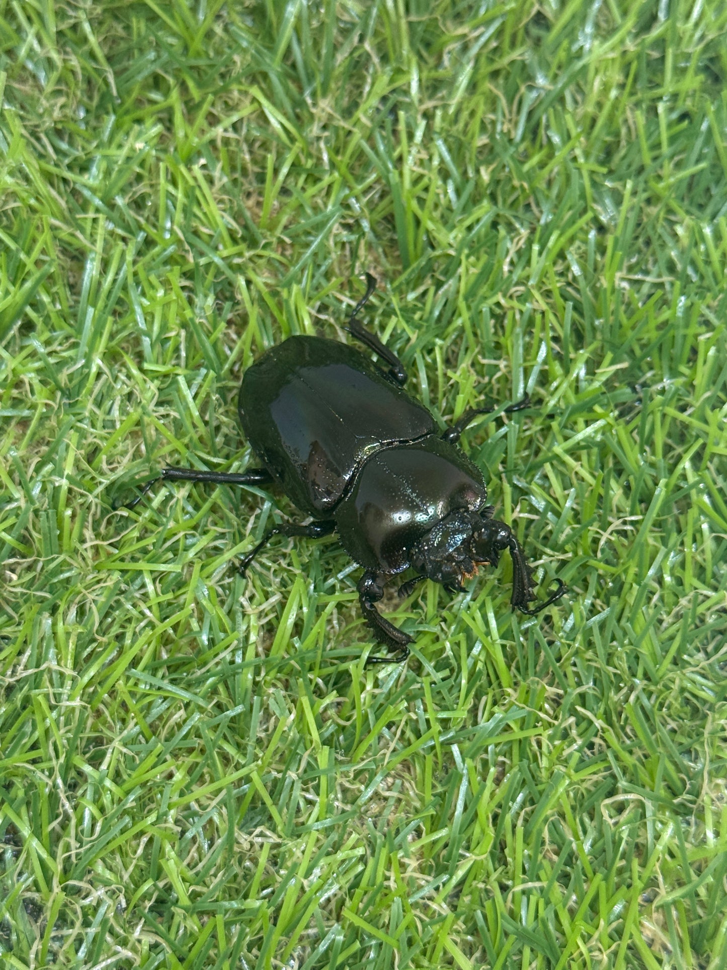 ニジイロクワガタ　♂58mm成虫ペア