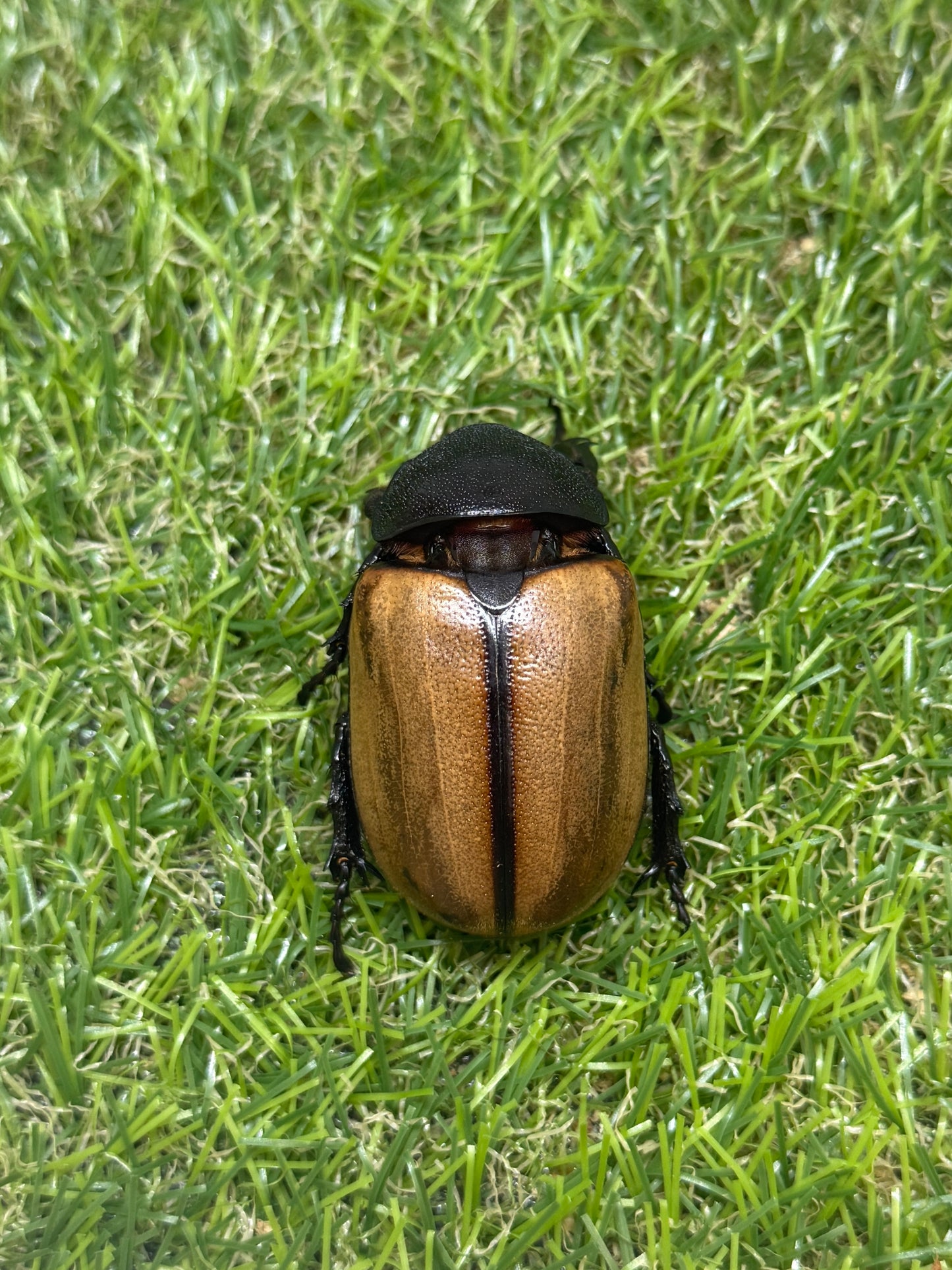 ゴホンヅノカブトWD　♂78mm成虫ペア
