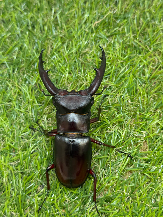 マンディブラリスフタマタクワガタ　♂80mm成虫ペア