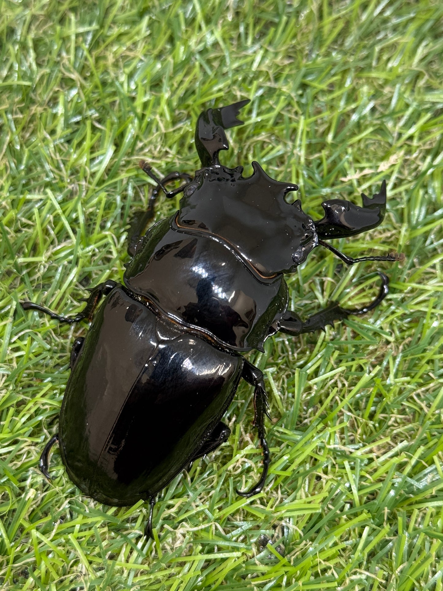 タランドゥスオオツヤクワガタ　♂79mm成虫ペア