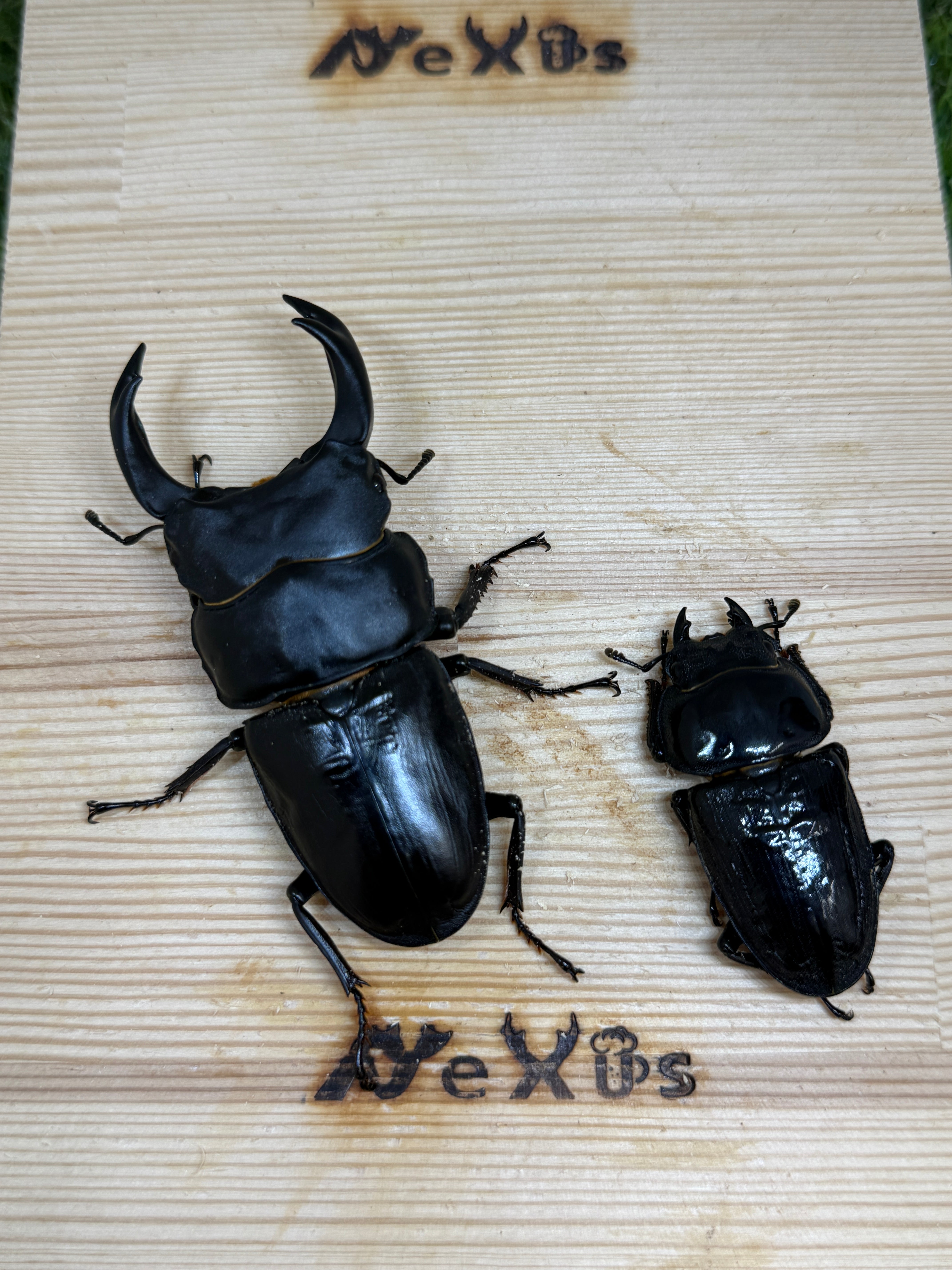 オオクワガタ 奈良輪川西 ♂77.8mm成虫ペア – 昆虫ショップNexus