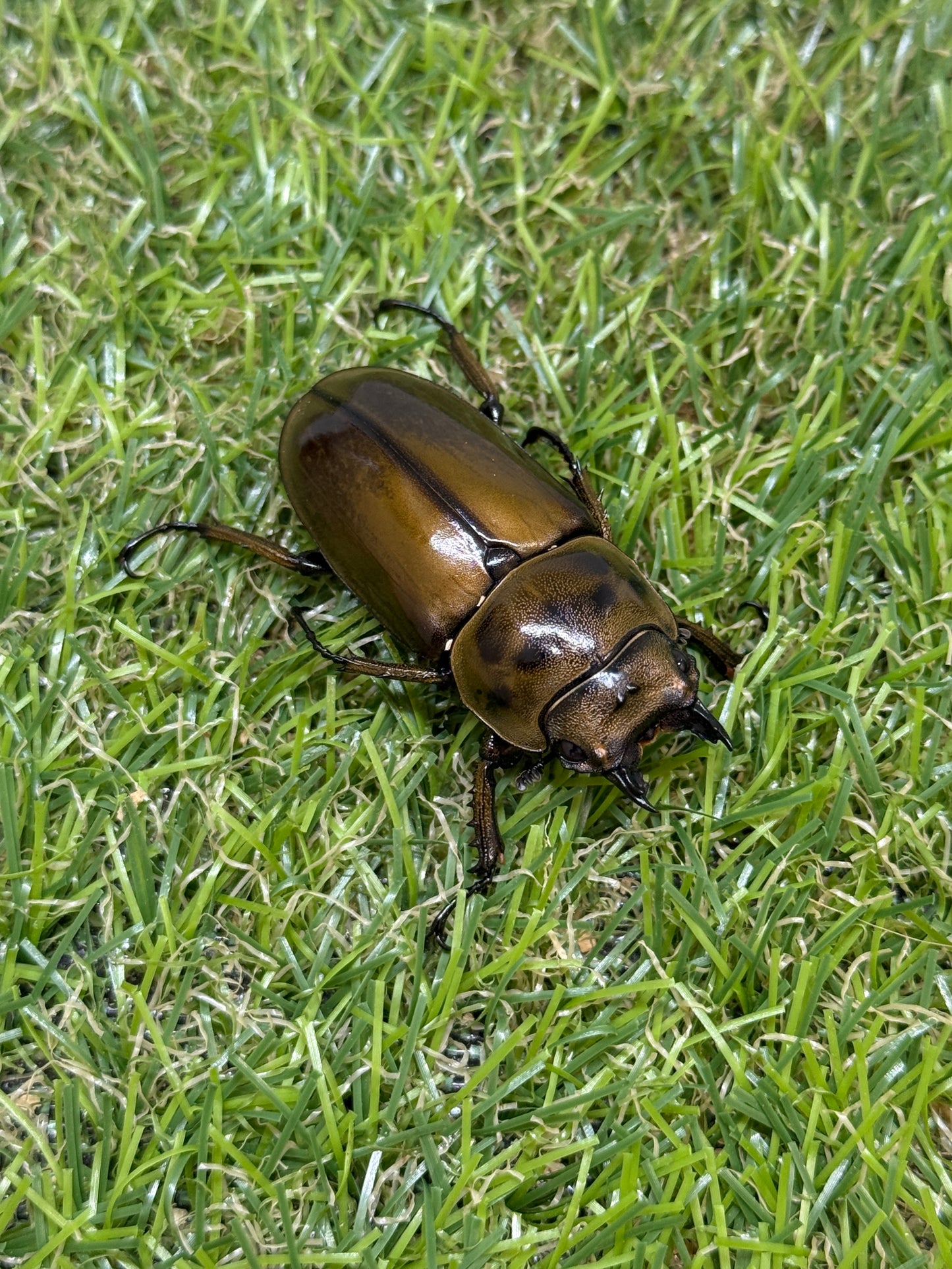 ババオウゴンオニクワガタ　♂55mm成虫ペア