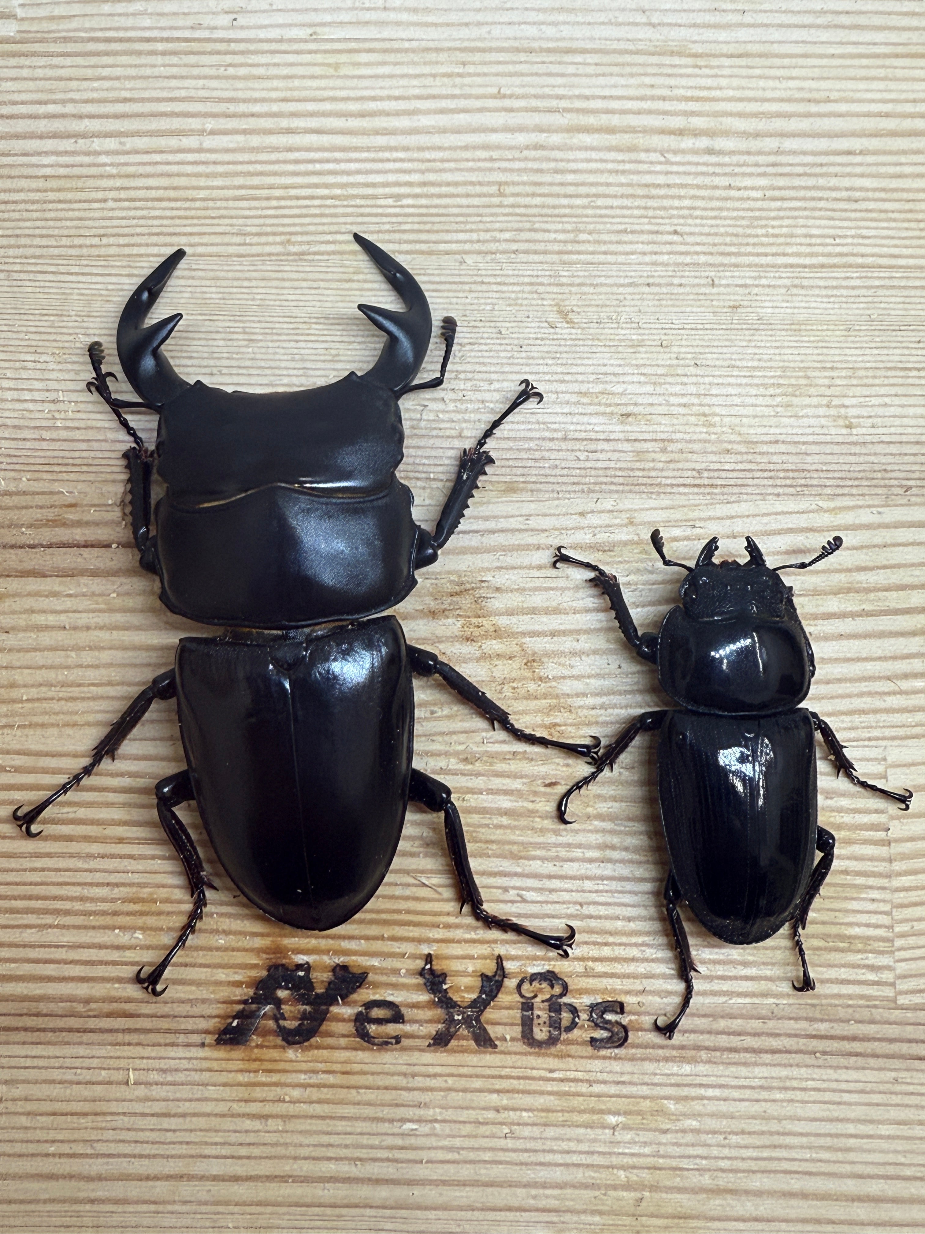 グランディスオオクワガタ ♂79mm成虫ペア – 昆虫ショップNexus