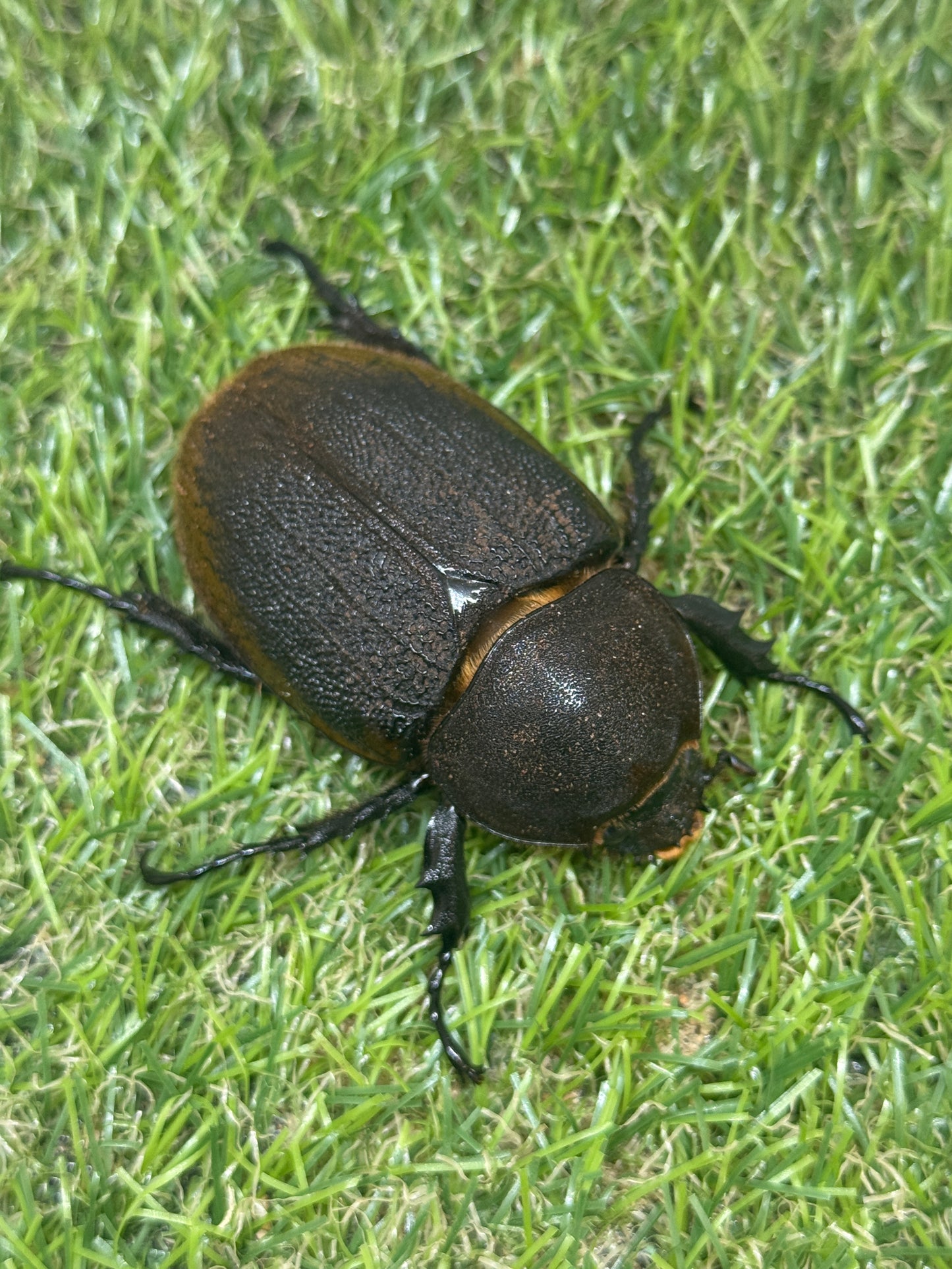 DH・リッキー　♀62mm単品