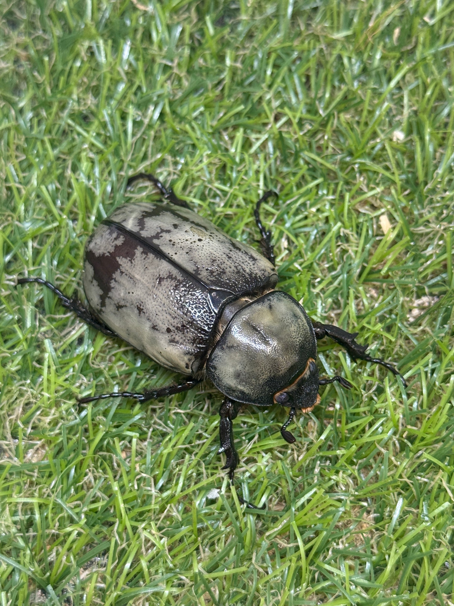 グラントシロカブト　♂72mm成虫ペア