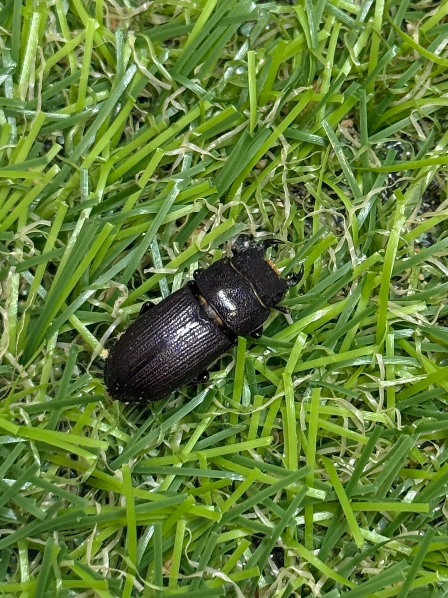 パラレルスオオクワガタ　♂freeサイズ成虫ペア