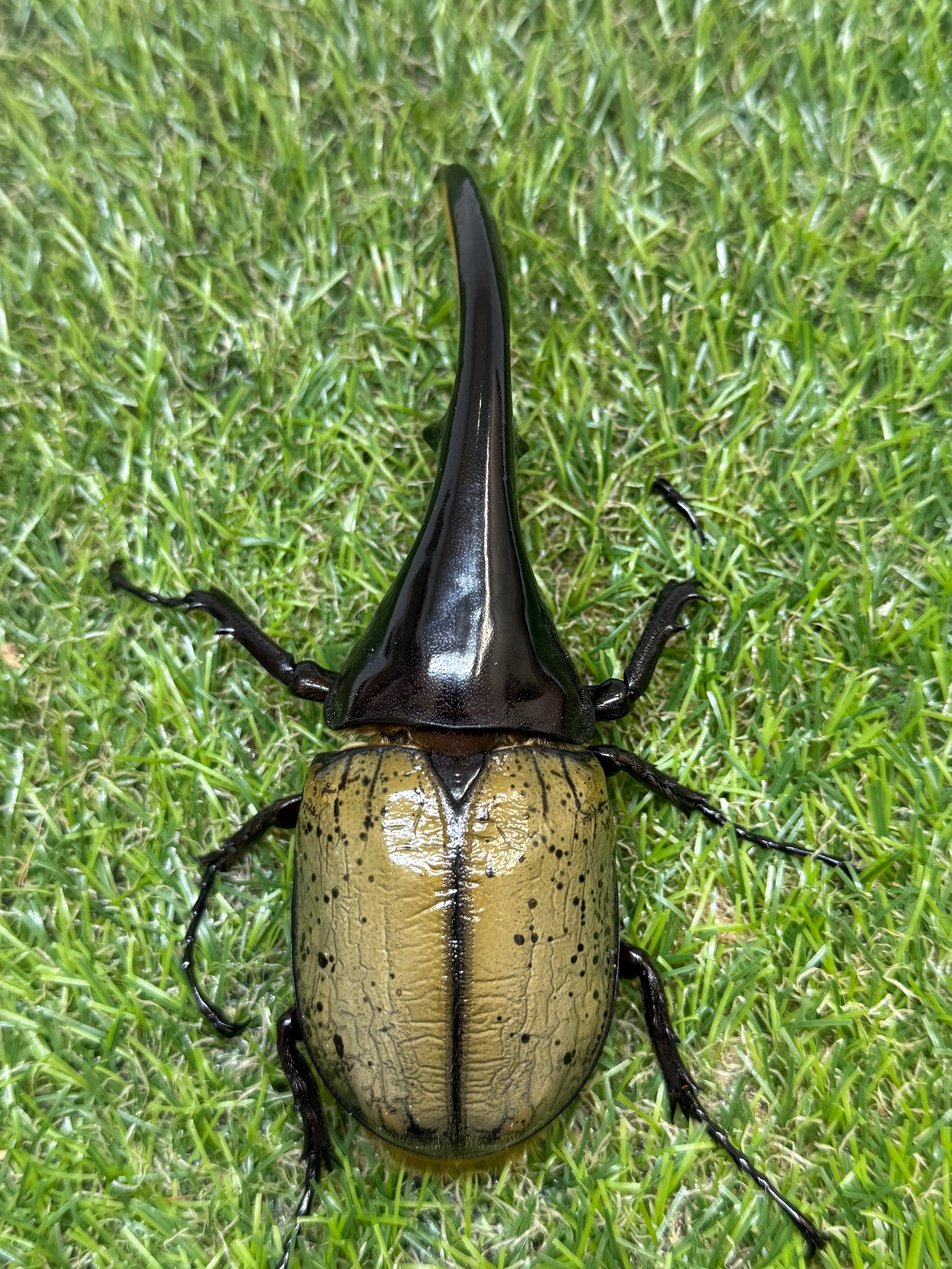 DH・ヘラクレス ♂128mm単品 – 昆虫ショップNexus