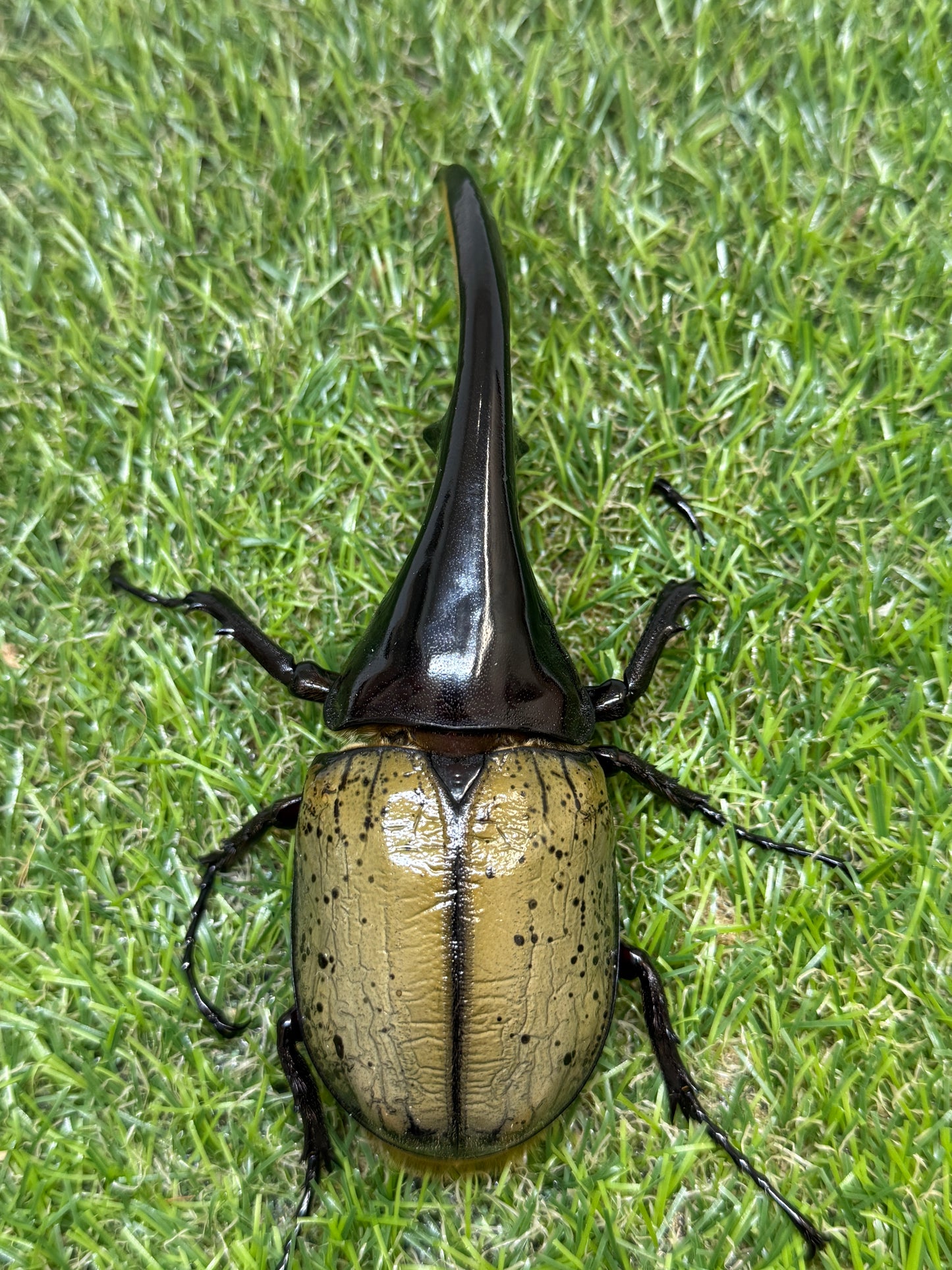 DH･ヘラクレス　♂128mm単品