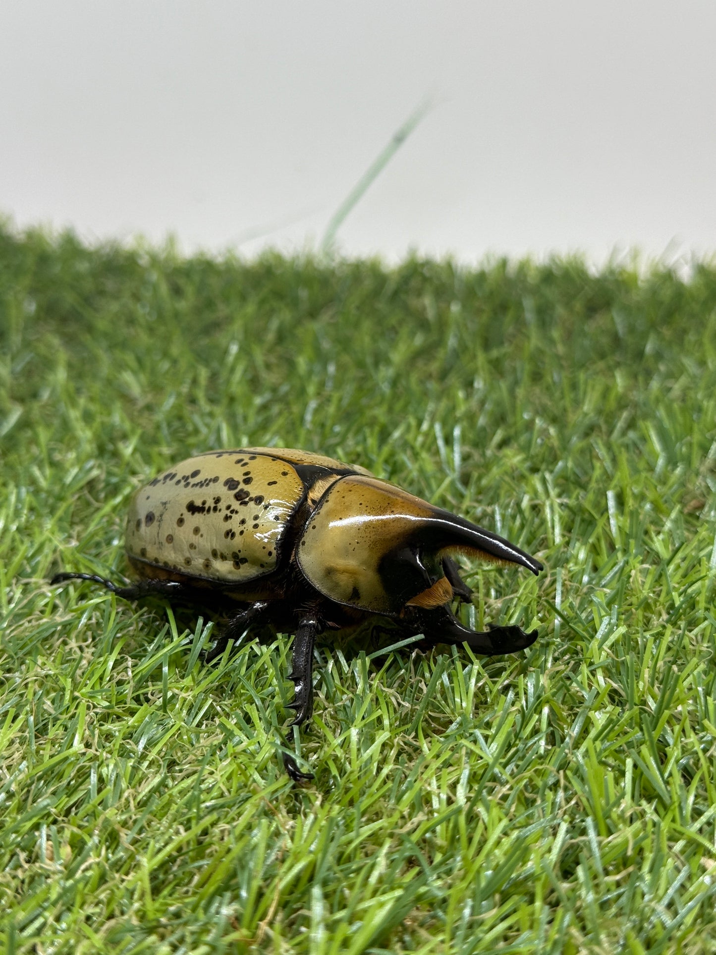 ティティウスシロカブト　♂66mm成虫ペア