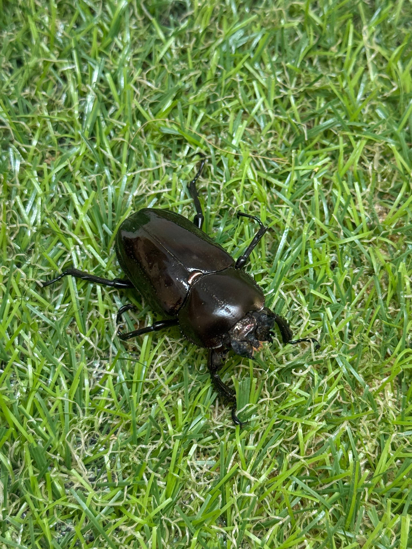 ニジイロクワガタ　♂62mm成虫ペア