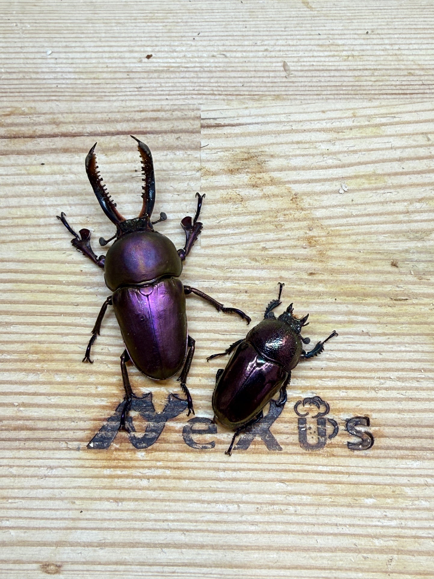 パプアキンイロクワガタ　♂39mm成虫ペア