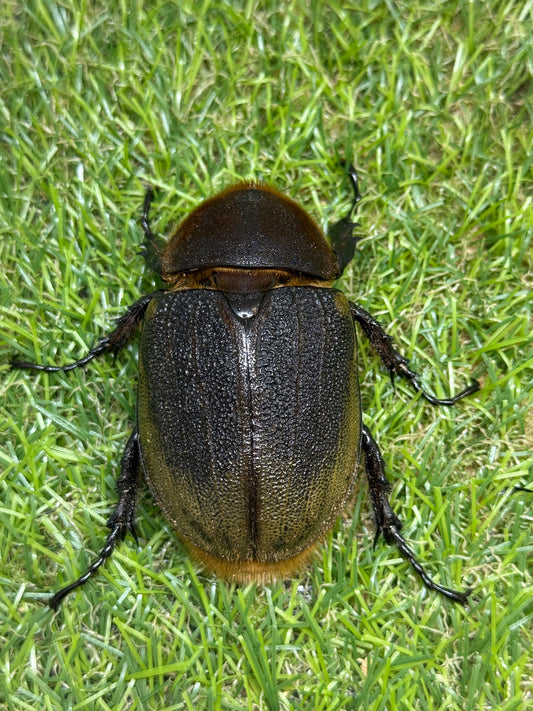 DH・ヘラクレス(大型血統)　♀65mm単品