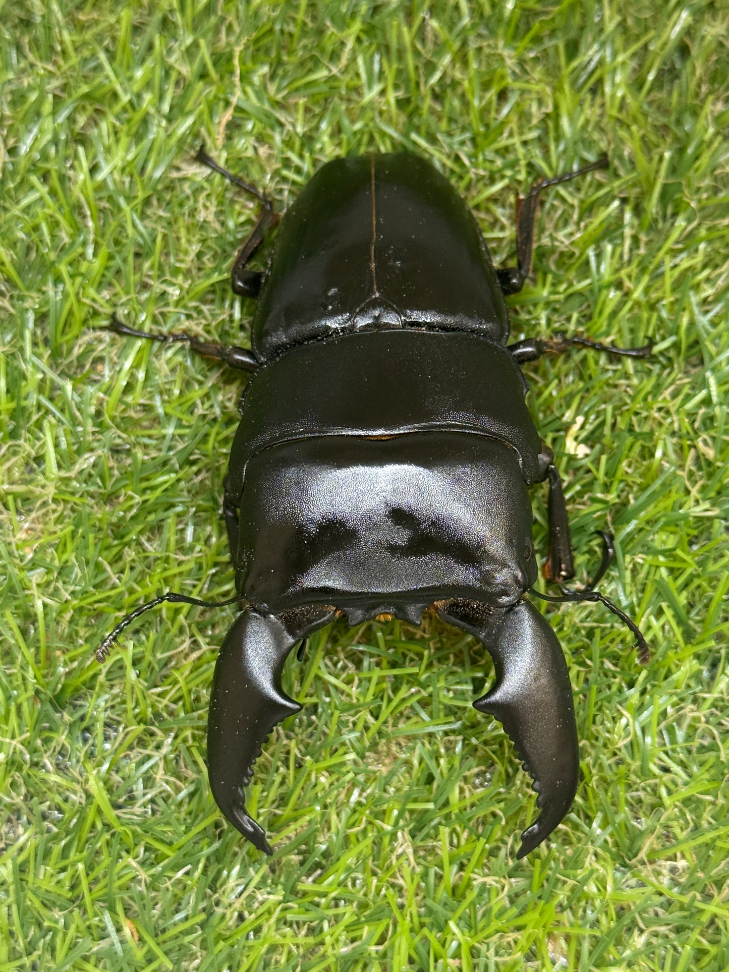 スマトラオオヒラタクワガタ ♂101.5mm成虫ペア