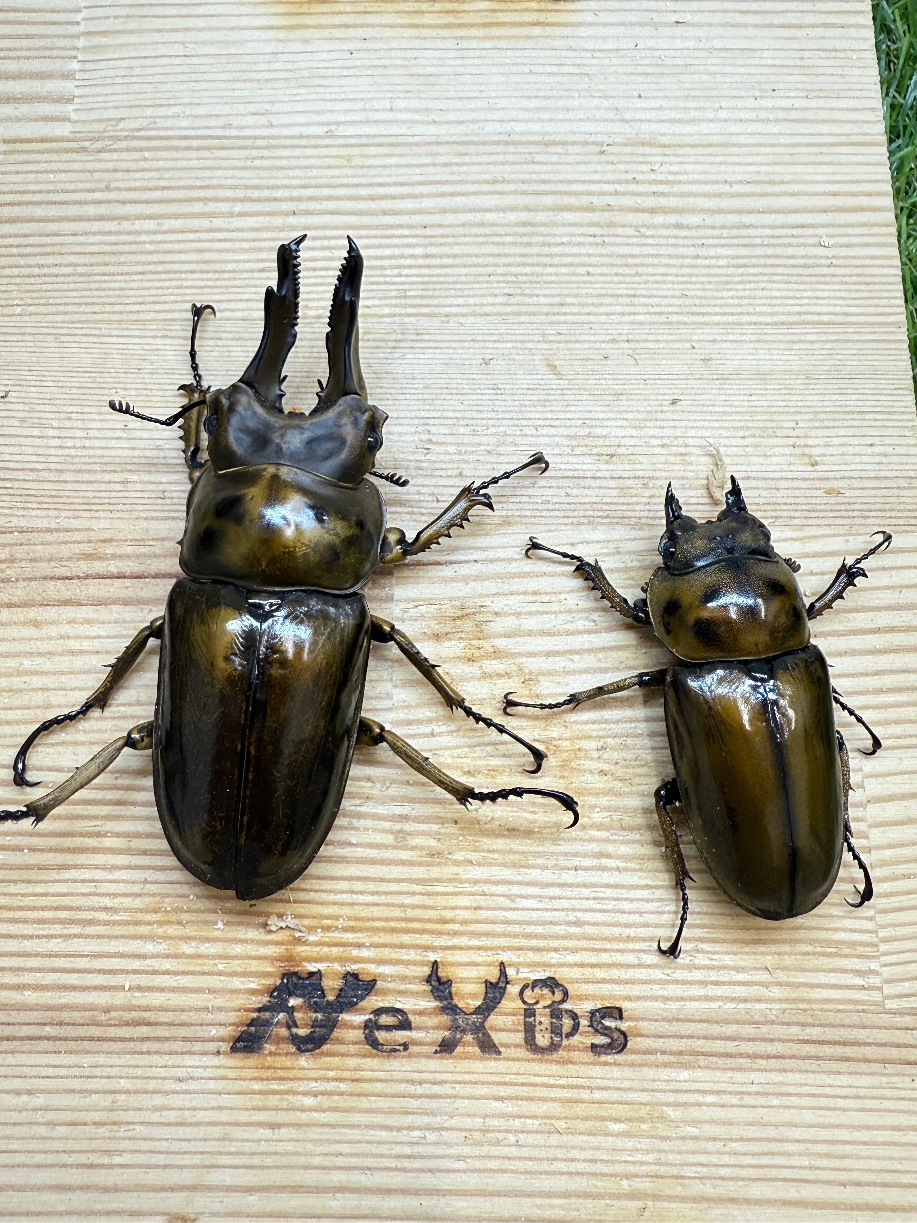 ババオウゴンオニクワガタ ♂77.1mm成虫ペア – 昆虫ショップNexus ババオウゴンオニクワガタ ♂77.1mm成虫ペア – 昆虫ショップNexus