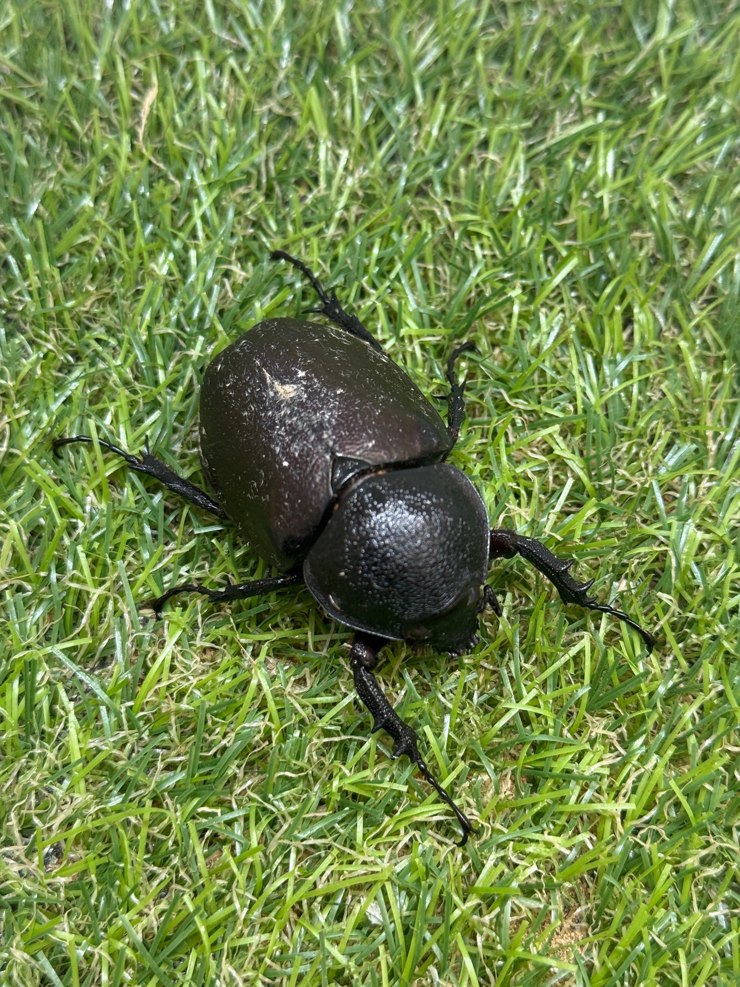 アトラスオオカブト(スマトラ島リアウ)　♂80.6mmペア
