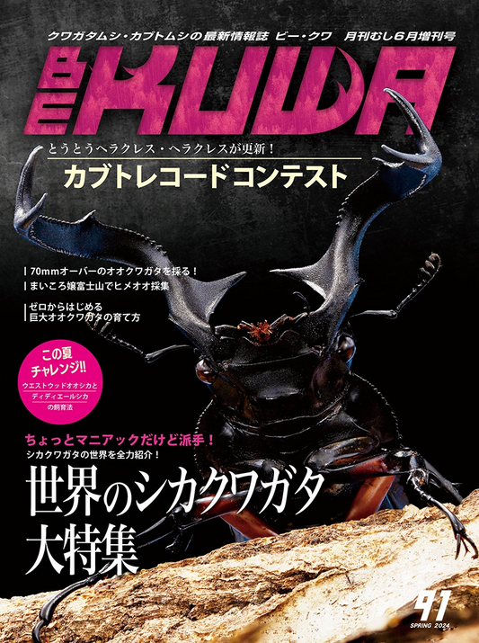 BE-KUWA　No.91 世界のシカクワガタ大特集！