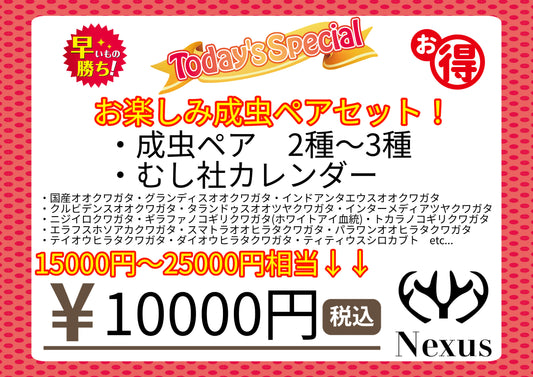 福袋　お楽しみ成虫ペアセット！