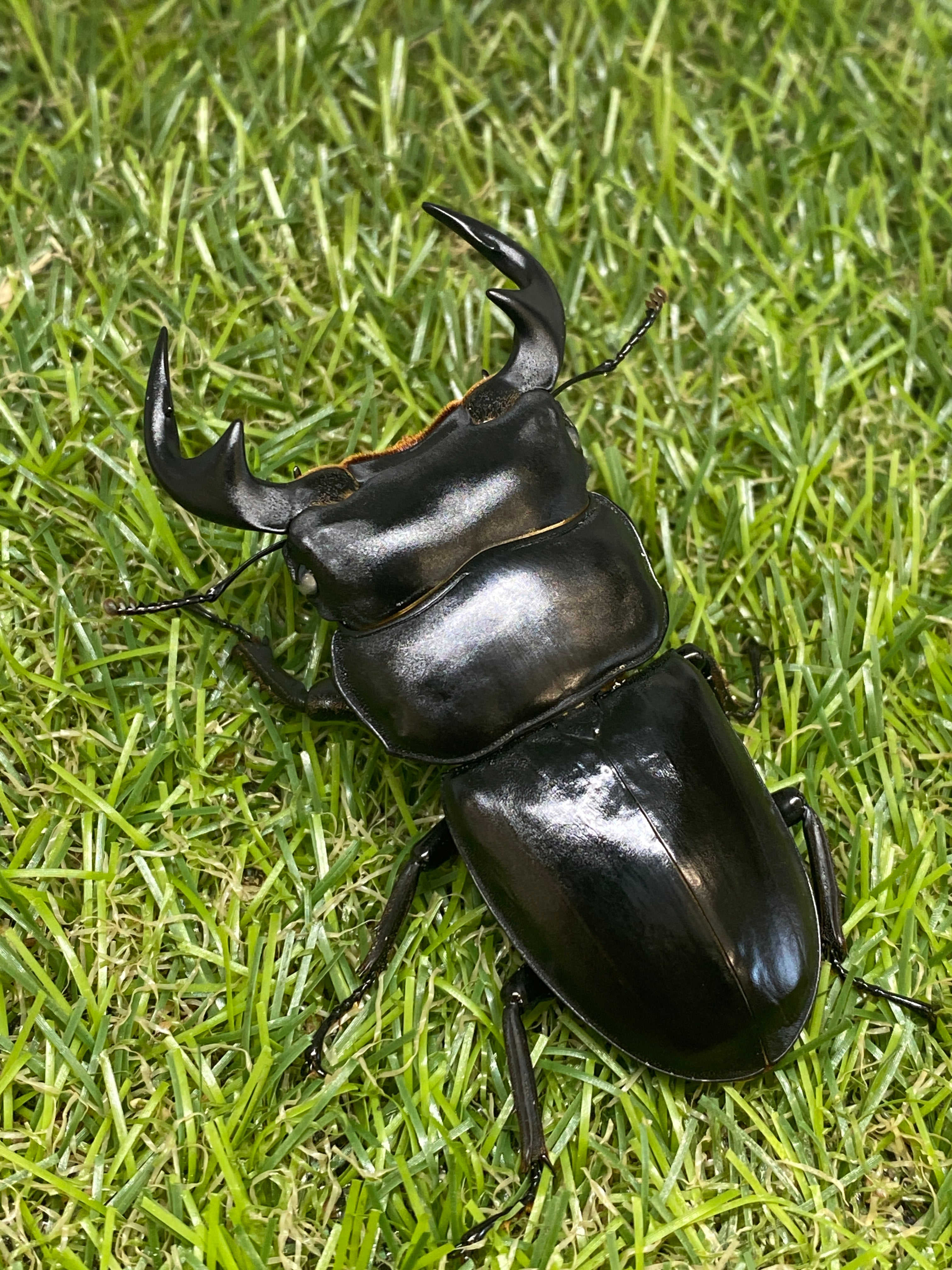 Amazon | くぬぎマット カブトムシ クワガタ ムシ 飼育 成虫
