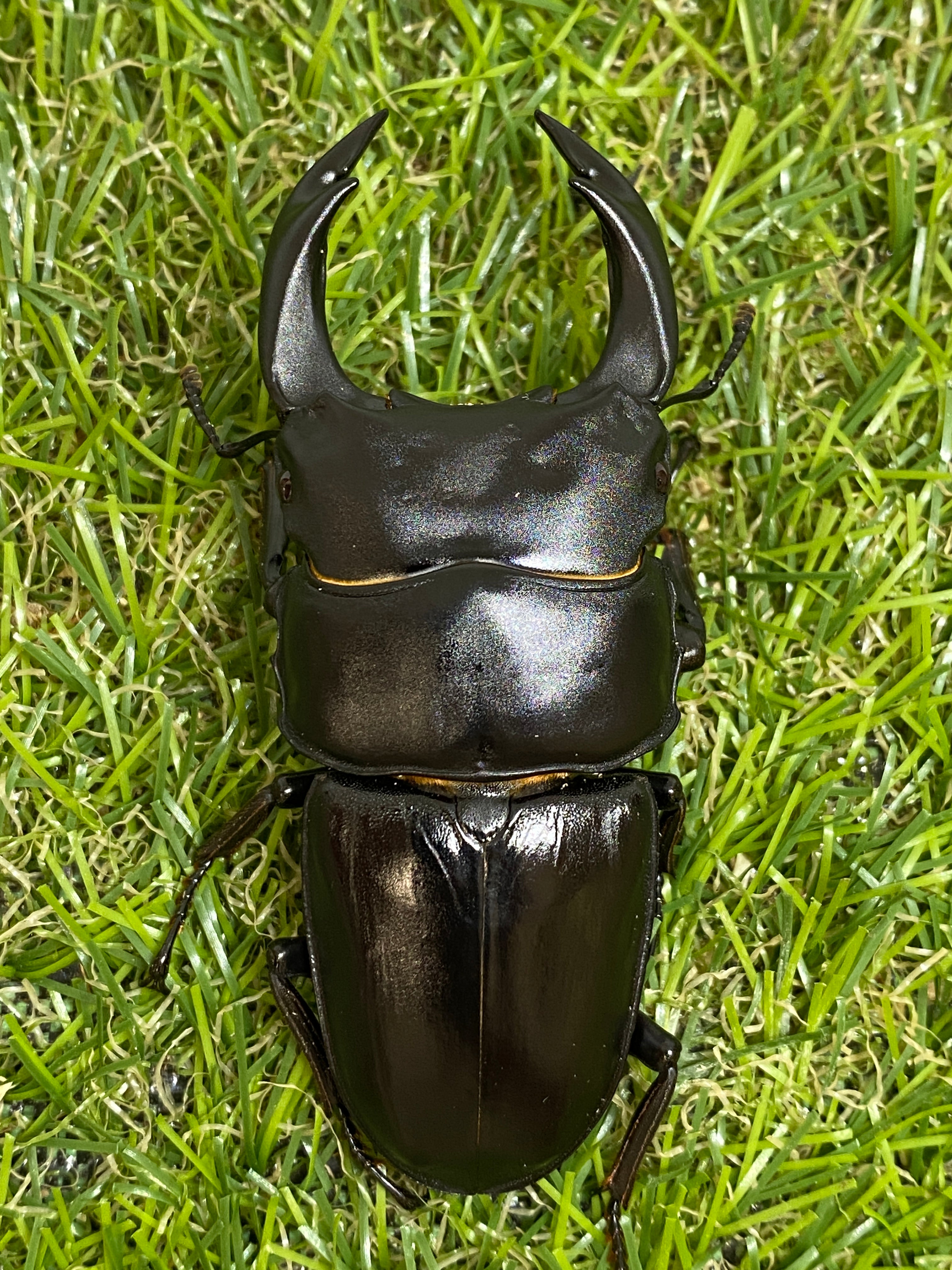 特選ペア オオクワガタ 奈良輪川西 ♂84 ♀57