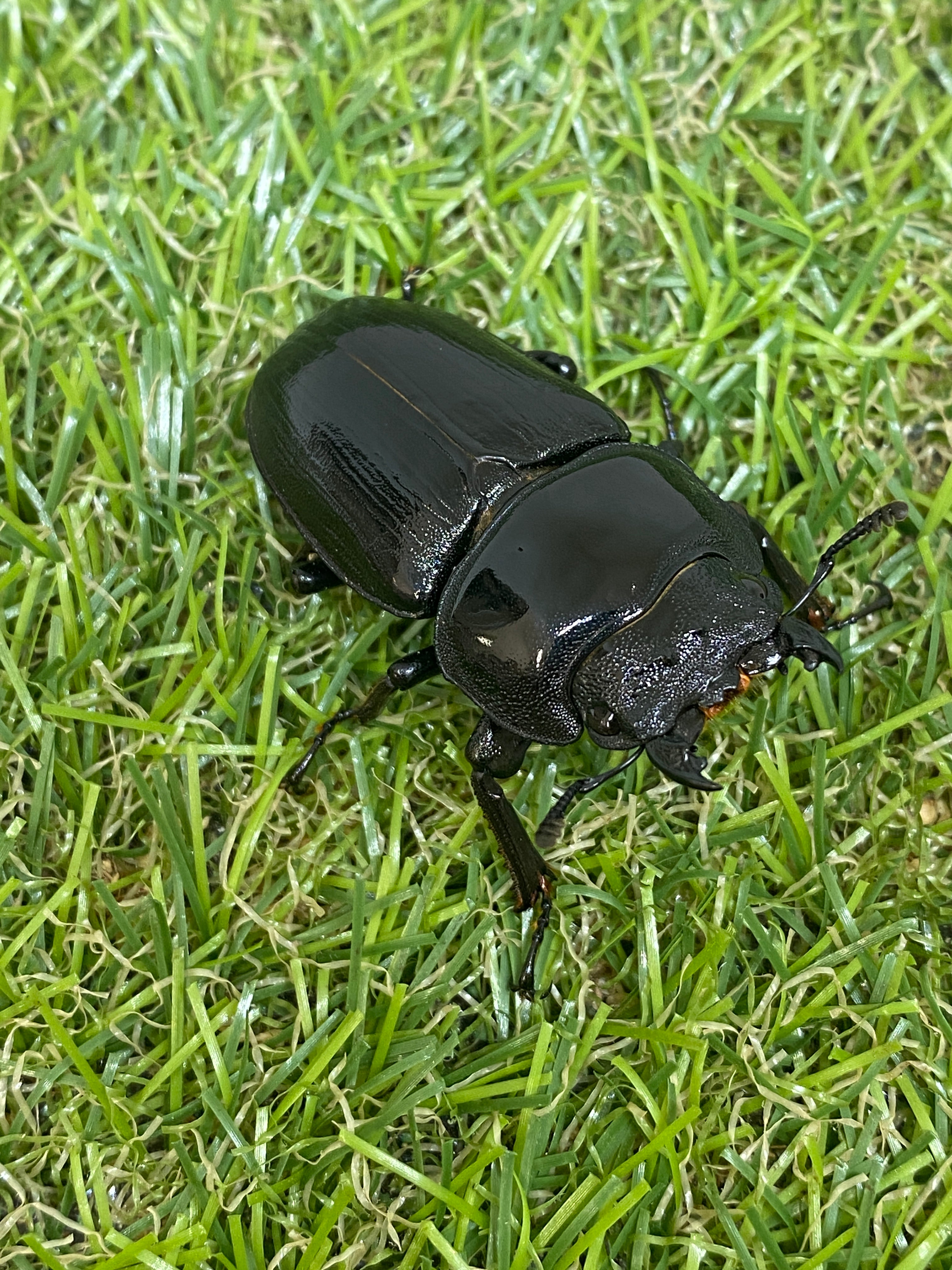 オオクワガタ［ロケテスト］ オオクワガタ［ロケテスト］ IMG_2929-300x300.jpg