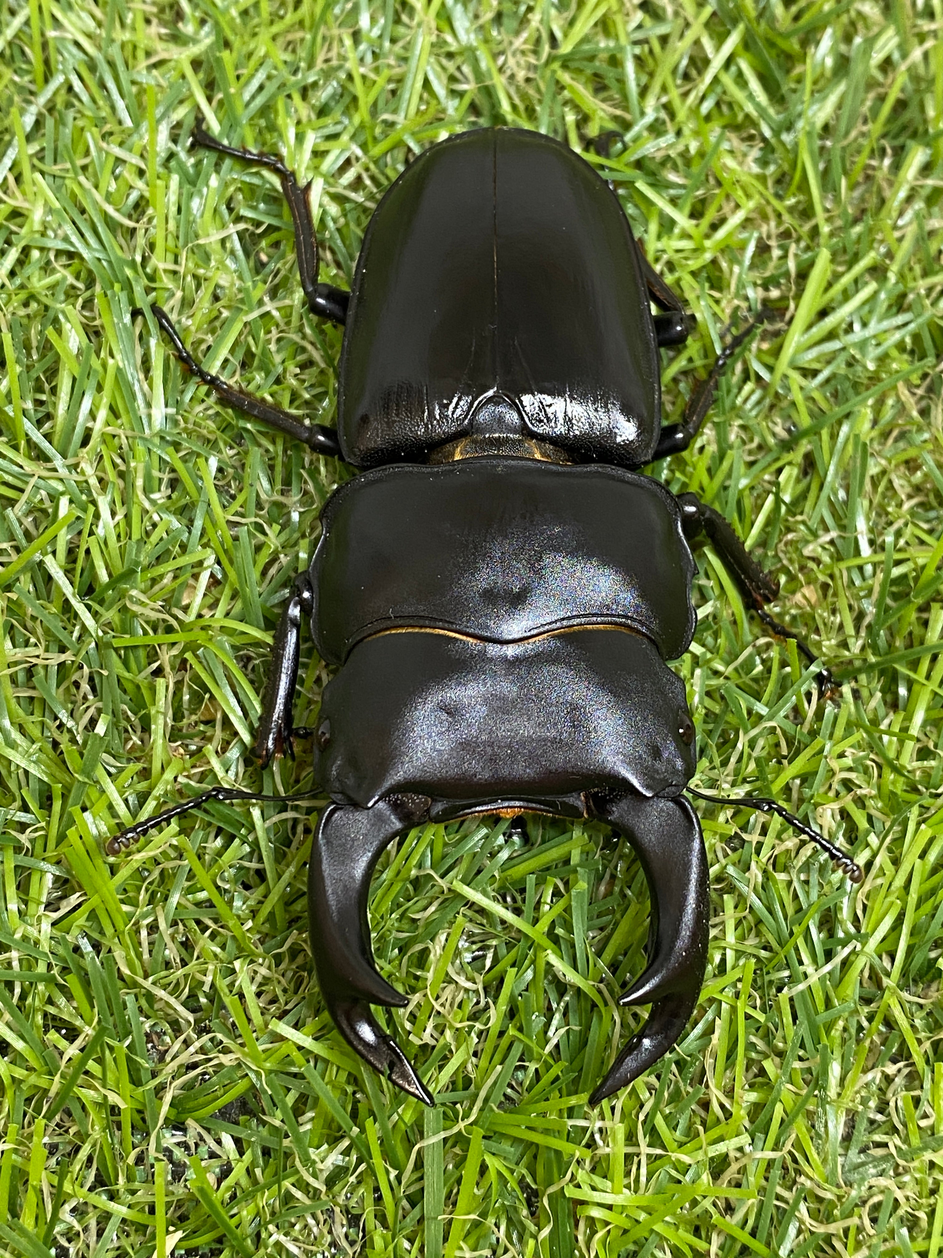 オオクワガタ［ロケテスト］ オオクワガタ［ロケテスト］ IMG_2929-300x300.jpg